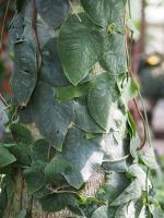 Monstera dubia