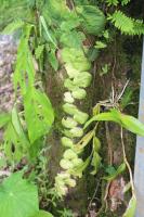 Monstera dubia