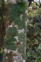 Monstera dubia