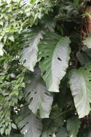 Monstera dubia