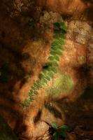 Monstera dubia