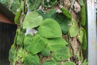 Monstera dubia