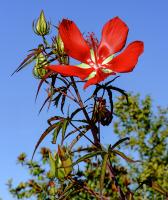 Hibiscus écarlate