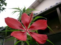 Hibiscus écarlate