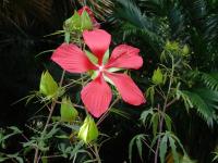 Hibiscus écarlate