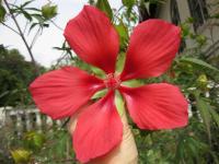 Hibiscus écarlate