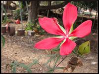Hibiscus écarlate