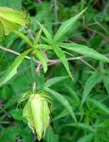 Hibiscus écarlate