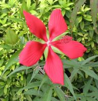 Hibiscus écarlate