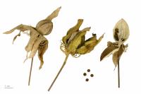 Hibiscus écarlate