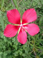 Hibiscus écarlate