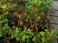 Hibiscus écarlate