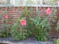 Hibiscus écarlate