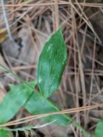 Oplismène à feuilles ondulées