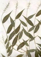 Oplismène à feuilles ondulées