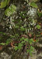 Saxifrage d'automne