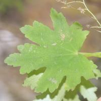 Saxifrage d'automne
