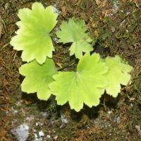 Saxifrage d'automne