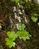 Saxifrage d'automne