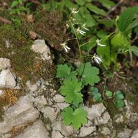 Saxifrage d'automne