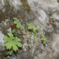Saxifrage d'automne