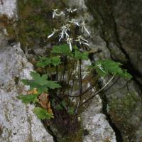 Saxifrage d'automne