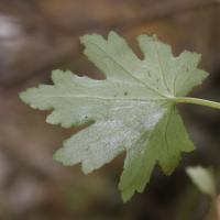 Saxifrage d'automne