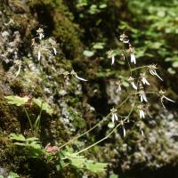 Saxifrage d'automne