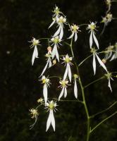 Saxifrage d'automne