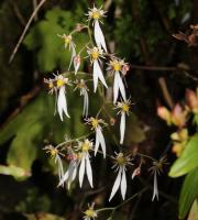 Saxifrage d'automne