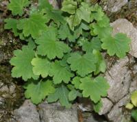 Saxifrage d'automne
