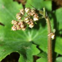 Saxifrage d'automne