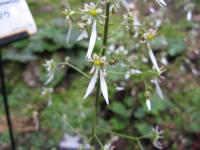 Saxifrage d'automne