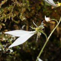 Saxifrage d'automne