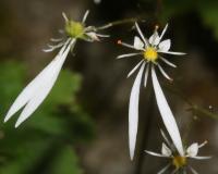 Saxifrage d'automne