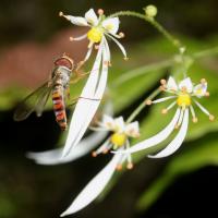 Saxifrage d'automne