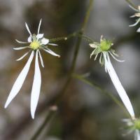 Saxifrage d'automne