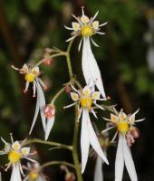 Saxifrage d'automne