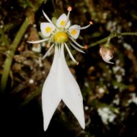 Saxifrage d'automne