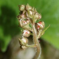 Saxifrage d'automne
