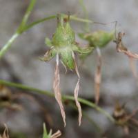 Saxifrage d'automne
