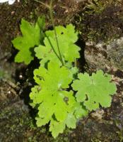 Saxifrage d'automne