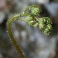 Saxifrage d'automne