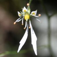 Saxifrage d'automne