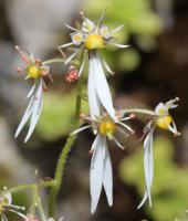 Saxifrage d'automne