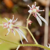 Saxifrage d'automne
