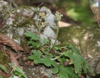 Saxifrage d'automne