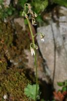 Saxifrage d'automne