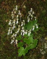 Saxifrage d'automne