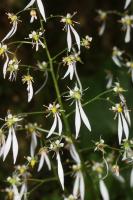 Saxifrage d'automne